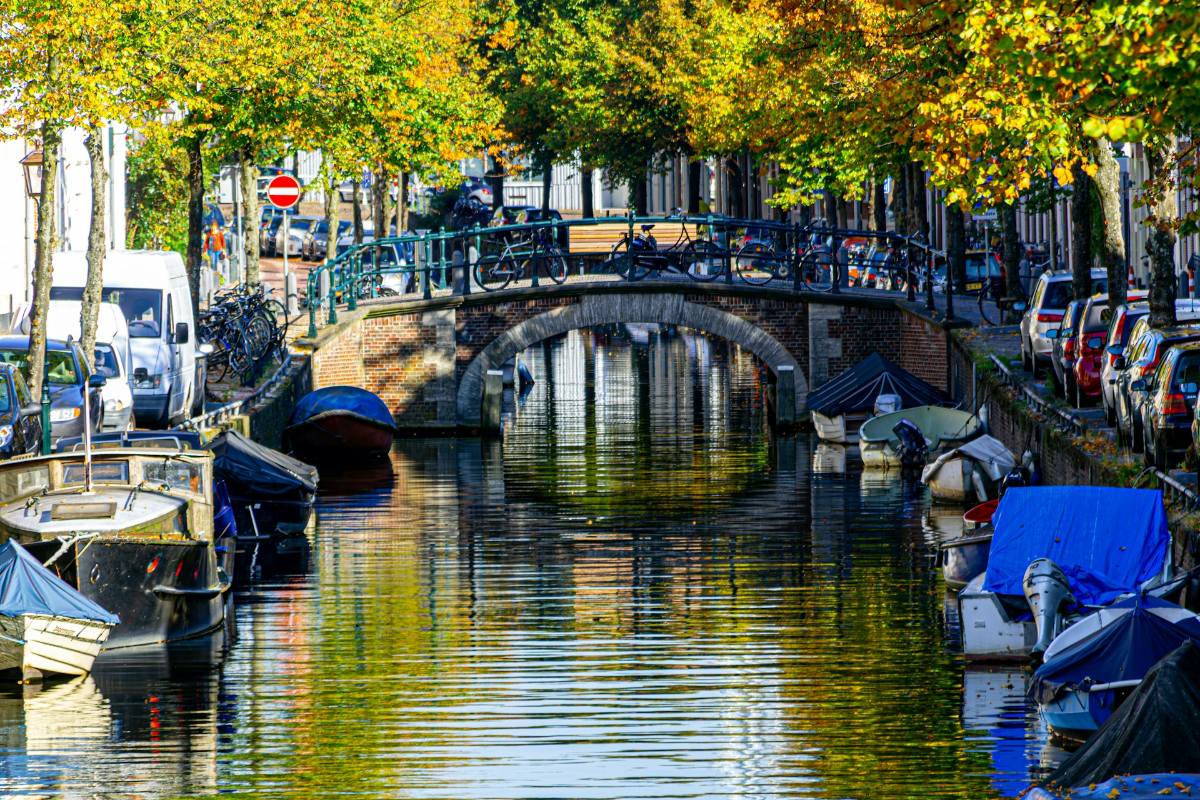 De 5 beste hondentrimsalons in Haarlem